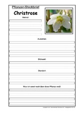 Pflanzensteckbrief-Christrose.pdf